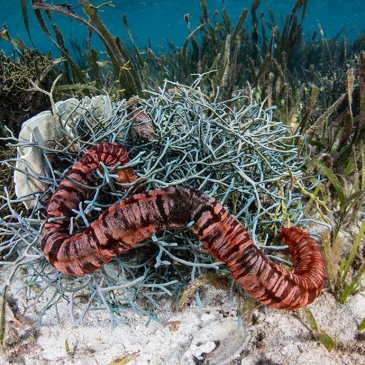 Red Whale Dive Center - Sea Cucumber on Komodo Island